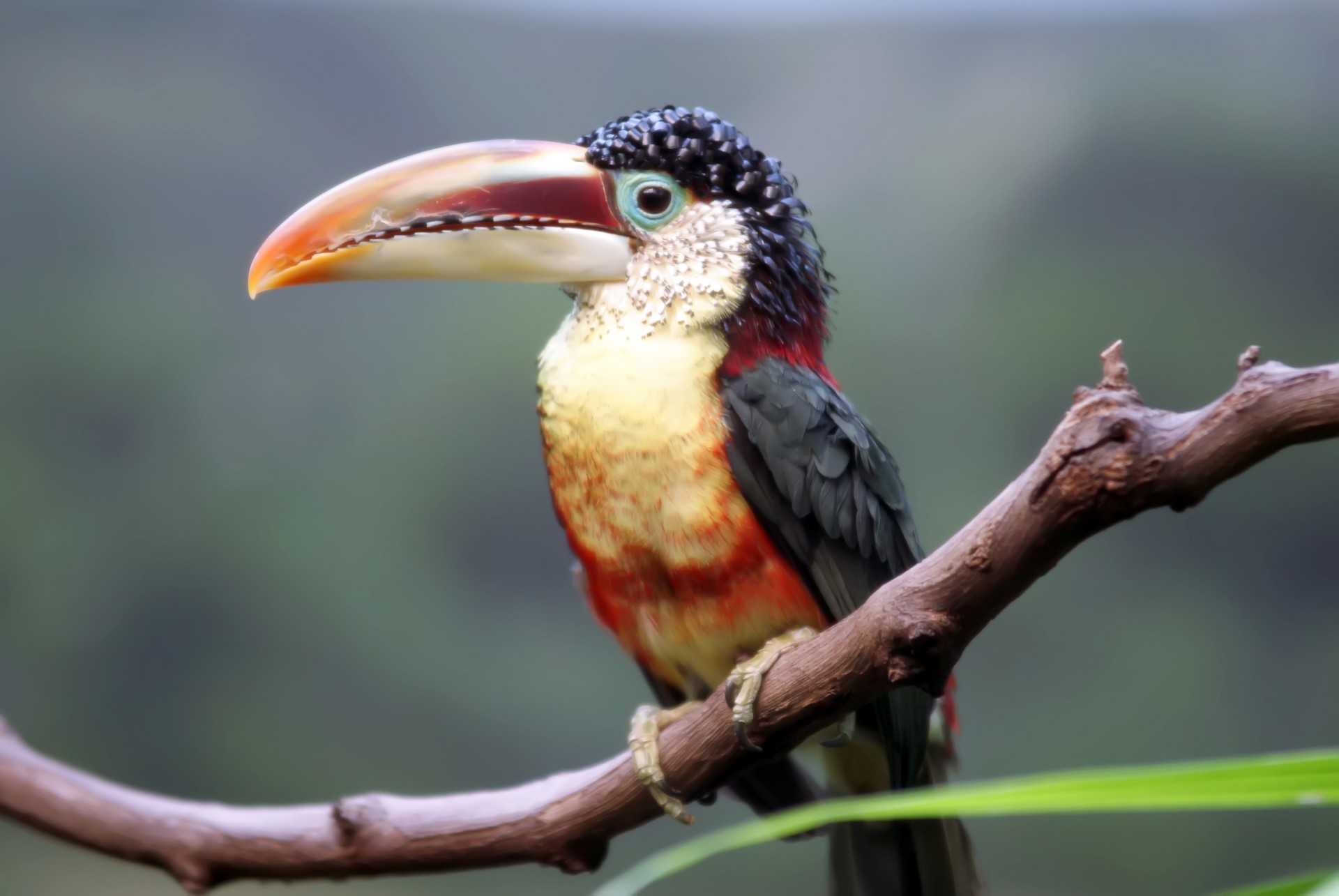 toucan bird zoo free photo