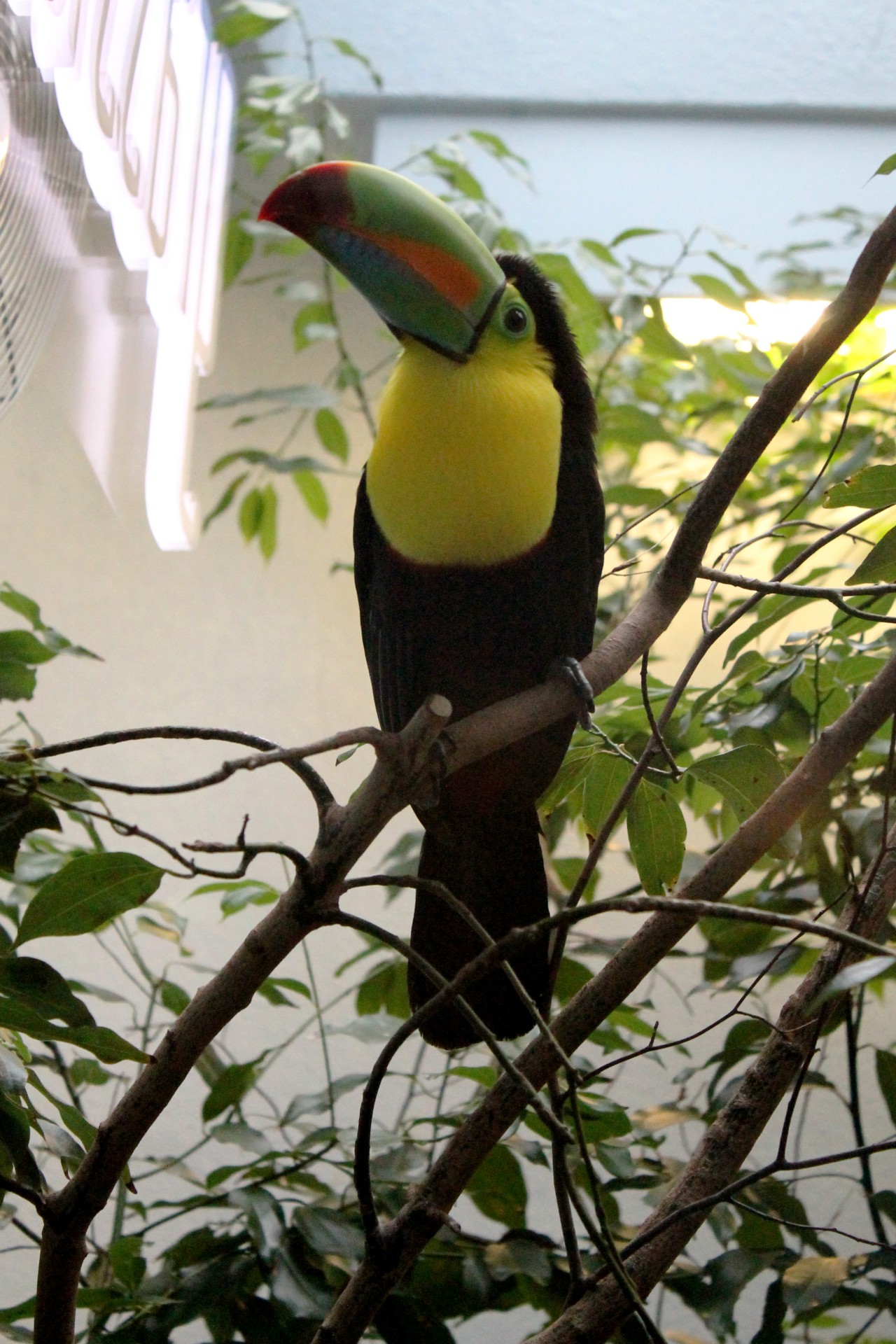 toucan tucan birds free photo