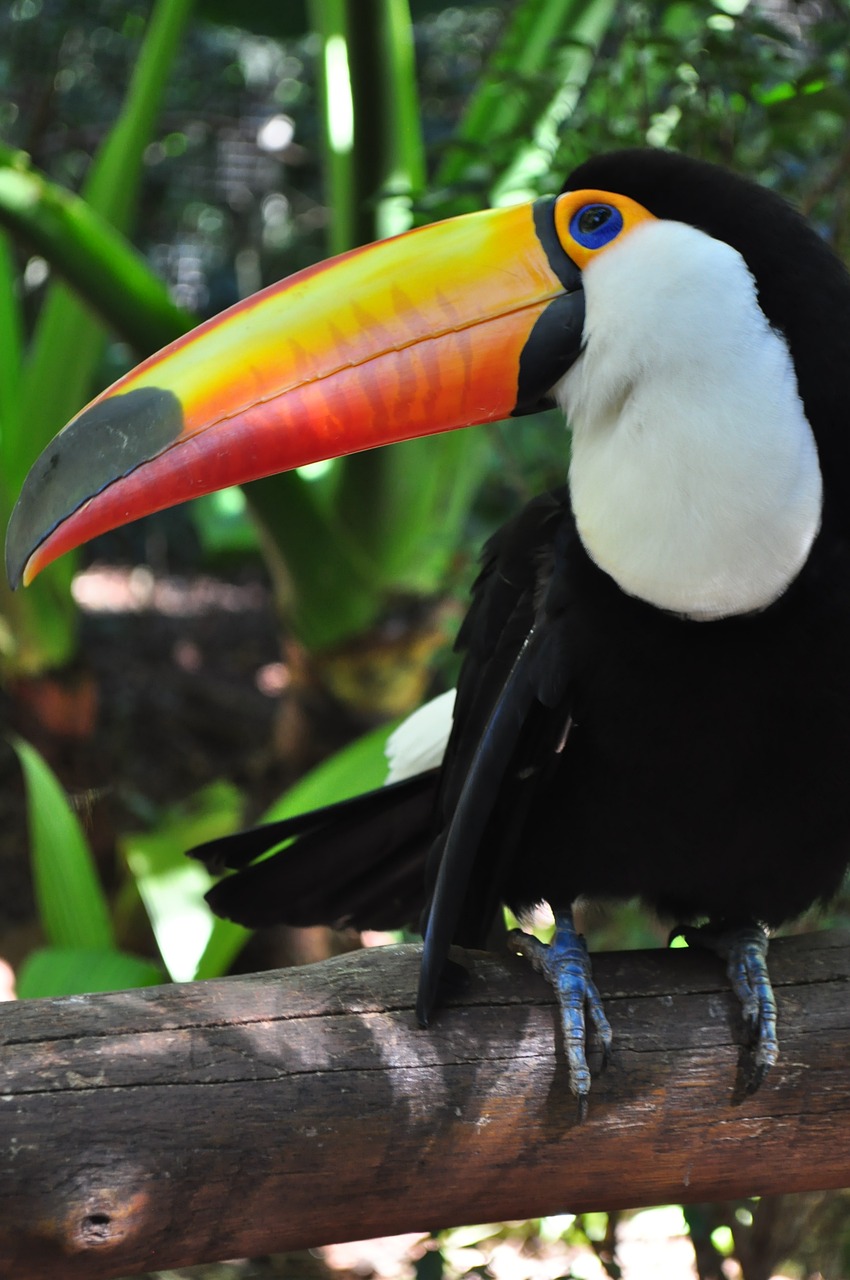 tucano bird brazil free photo