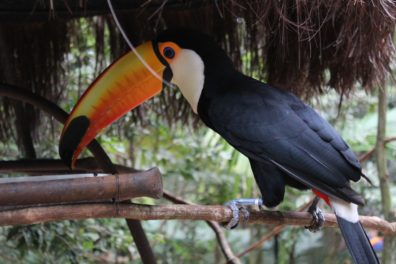 tucano fauna brazil free photo