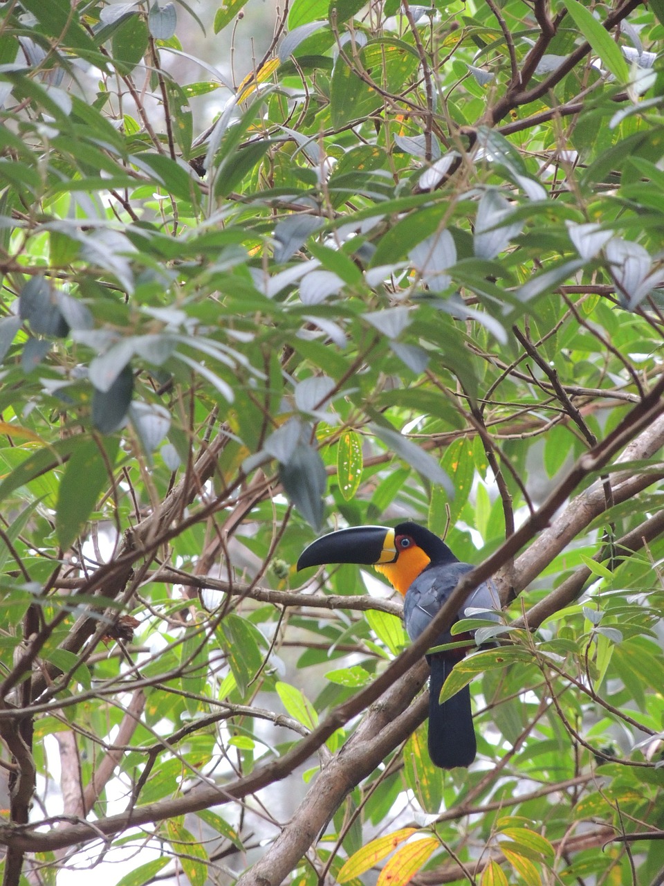 tucano trees tropical free photo