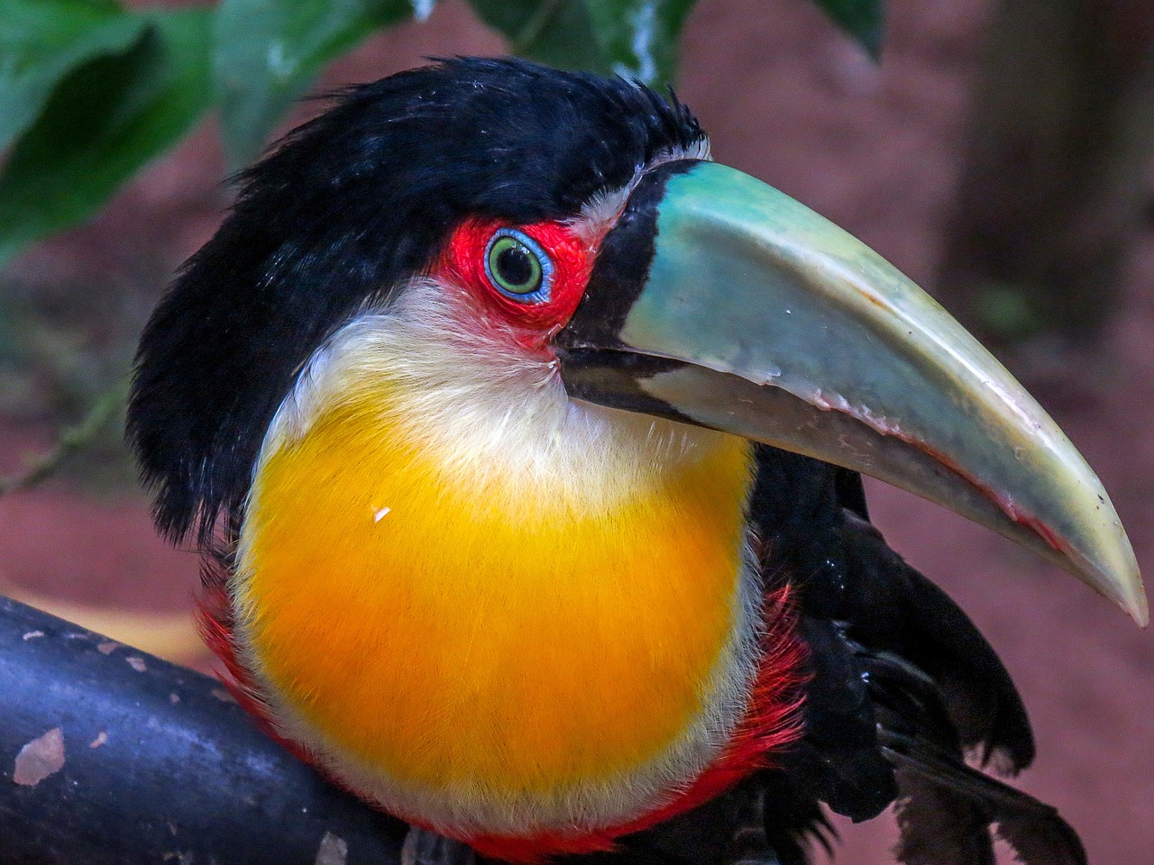 tucano brazil bird free photo