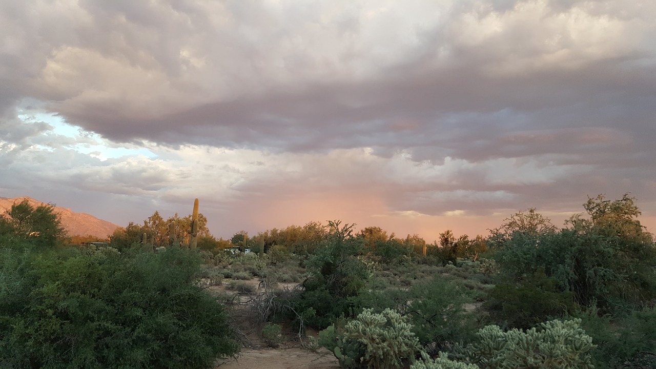 tucson desert cactus free photo