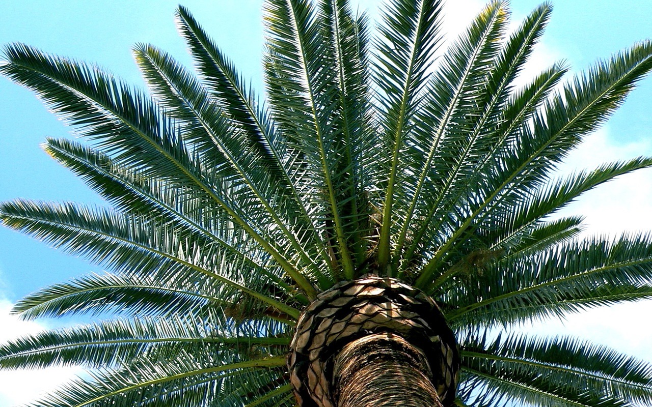 tucson  desert  palm free photo