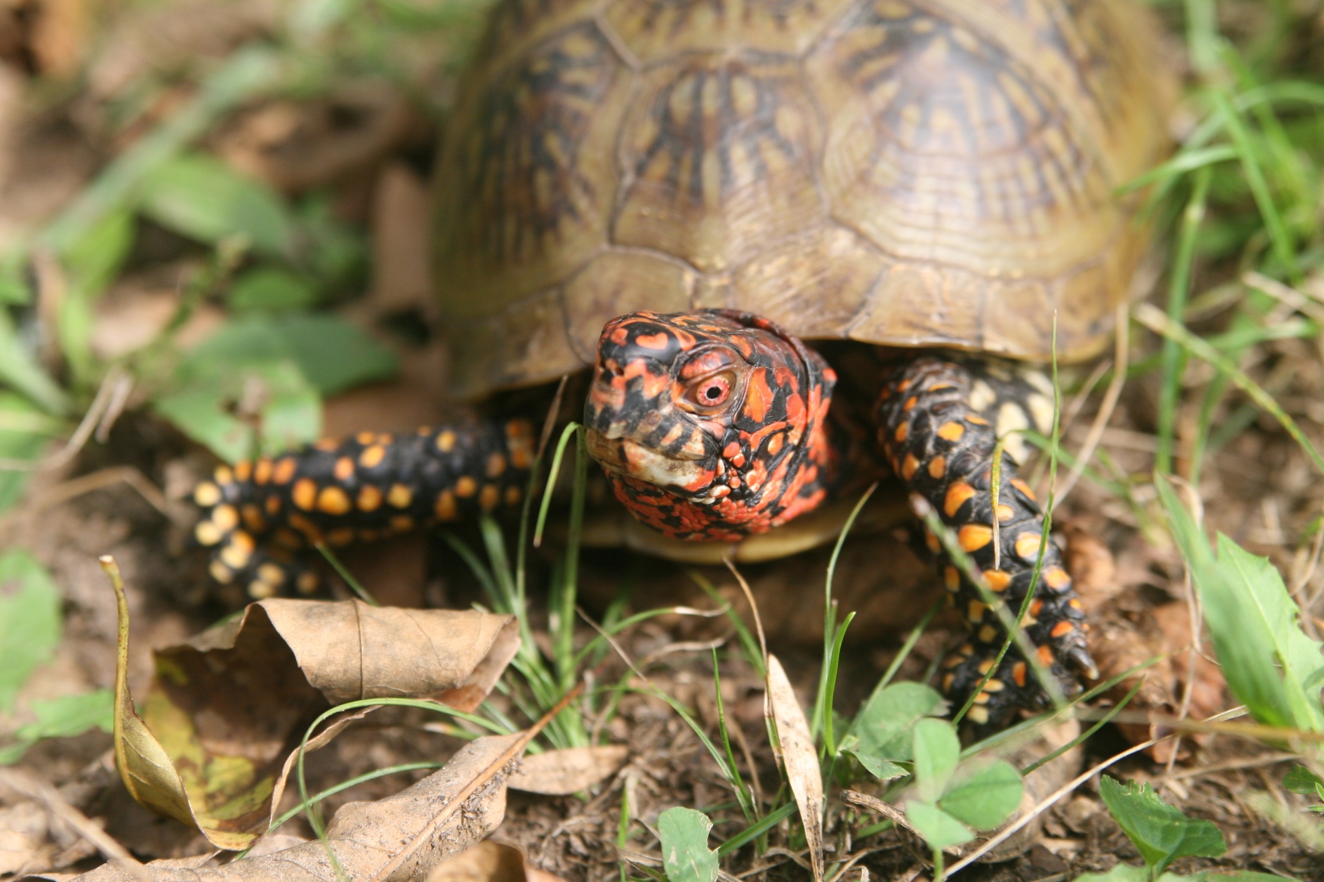 turtle tuffy the turtle free pictures free photo