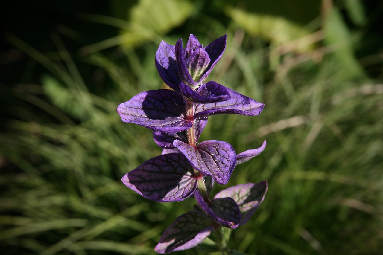 tuft of sage  salvia hormium  salvia viridis free photo