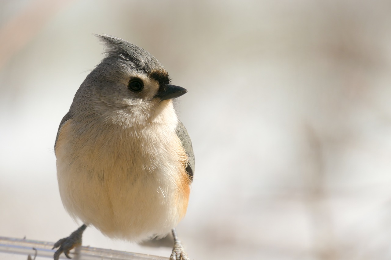 tufted titmouse bird free photo