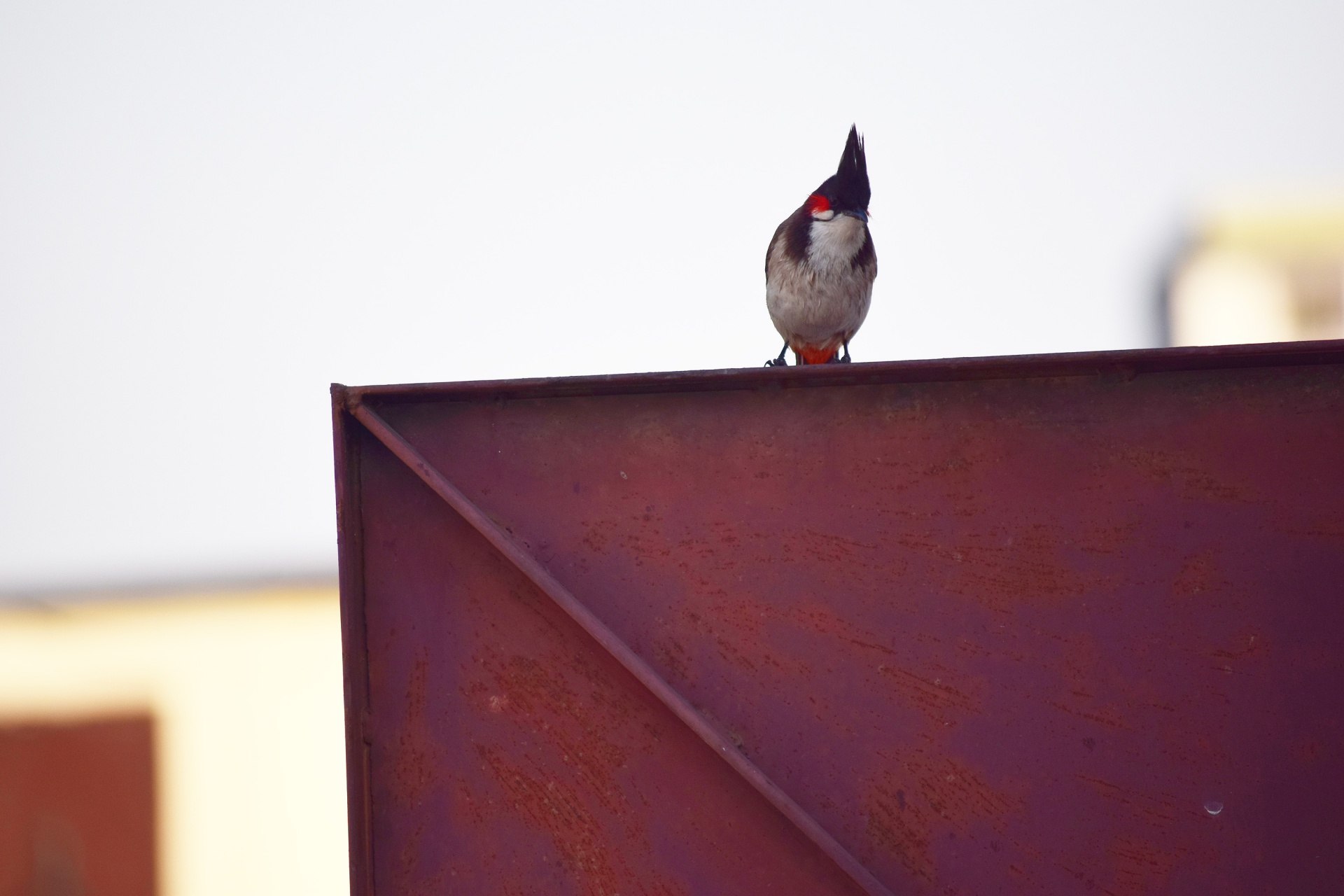 bird tuft nature free photo