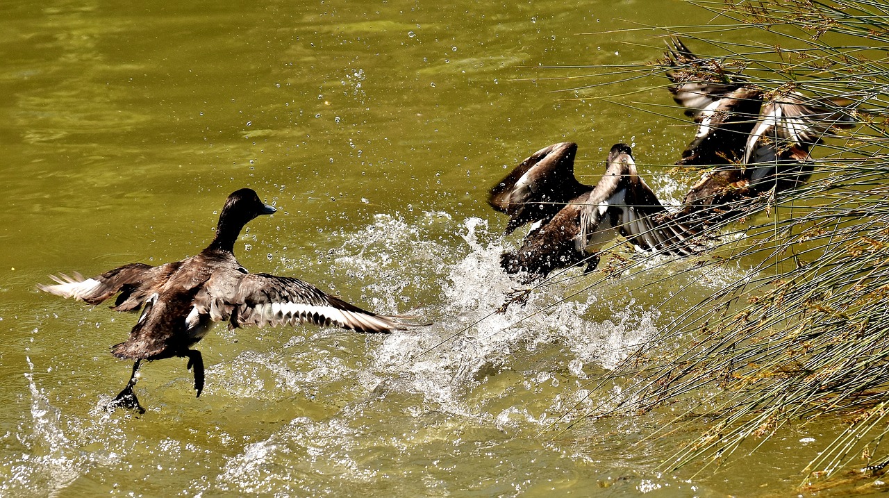 tufted duck ducks play free photo