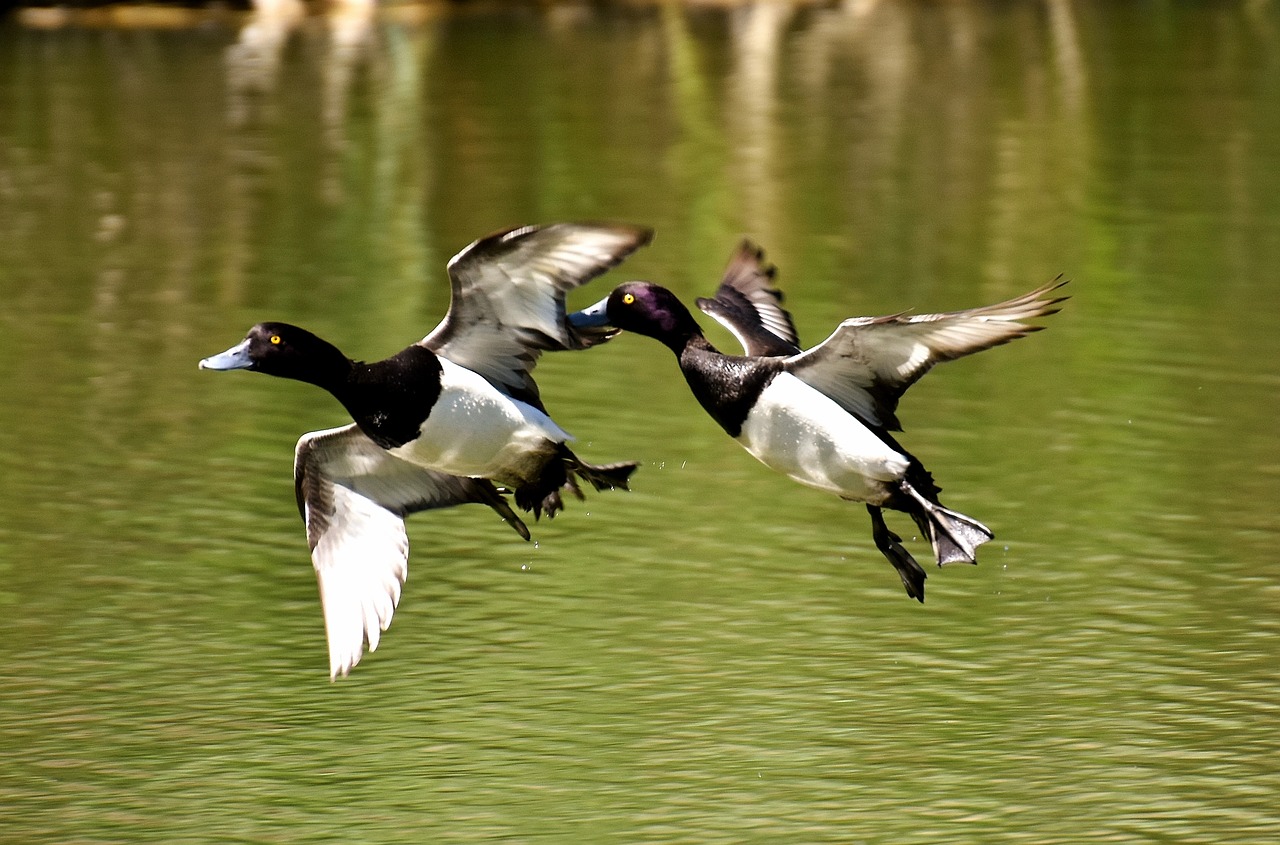 tufted duck ducks play free photo