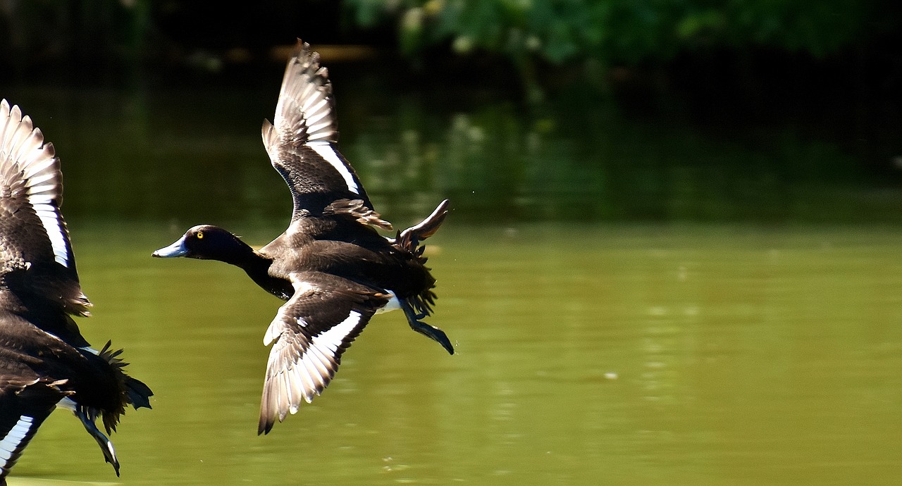 tufted duck ducks play free photo