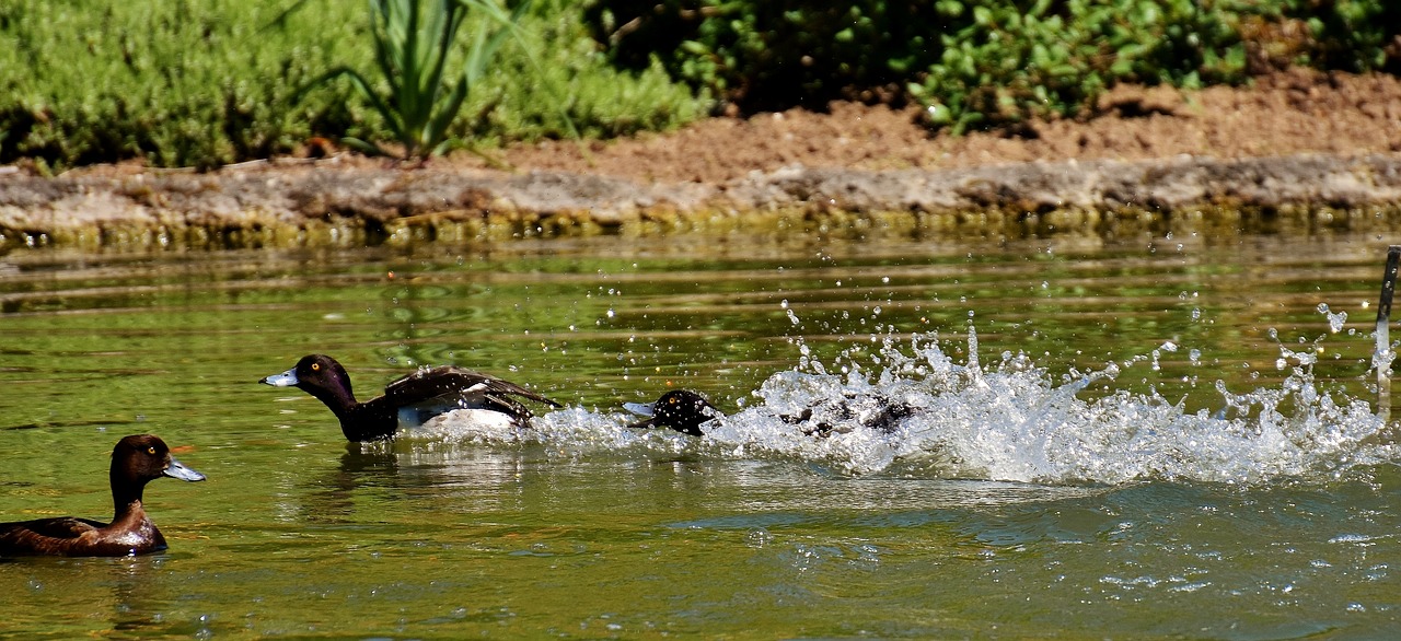 tufted duck ducks play free photo