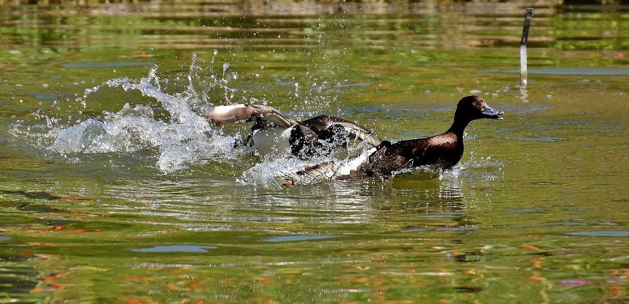 tufted duck ducks play free photo