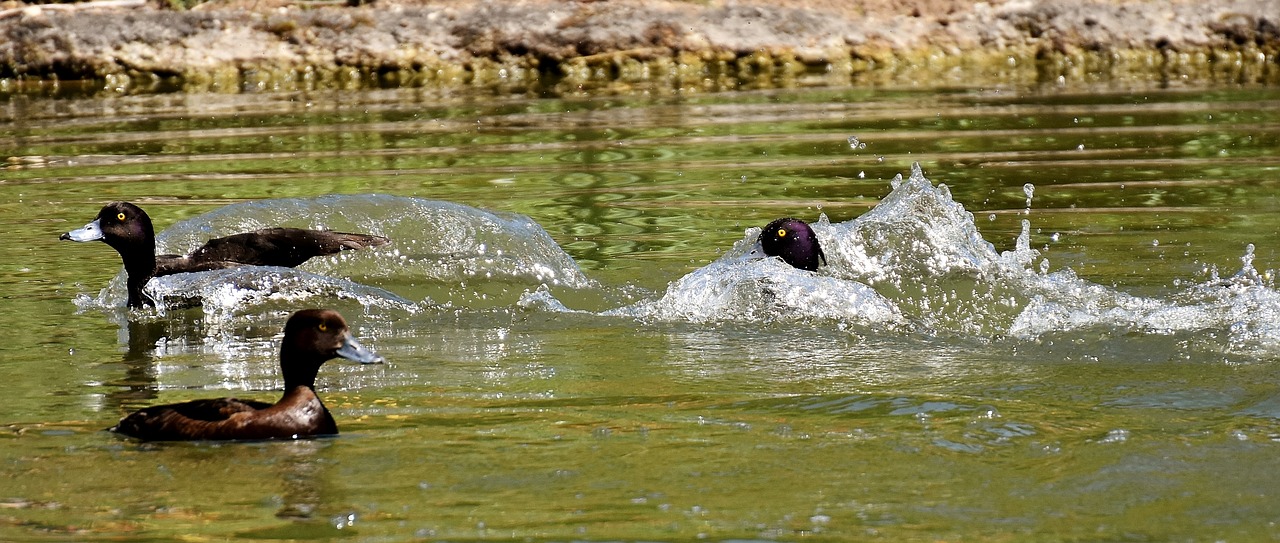 tufted duck ducks play free photo