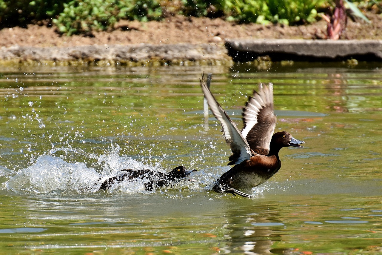 tufted duck ducks play free photo