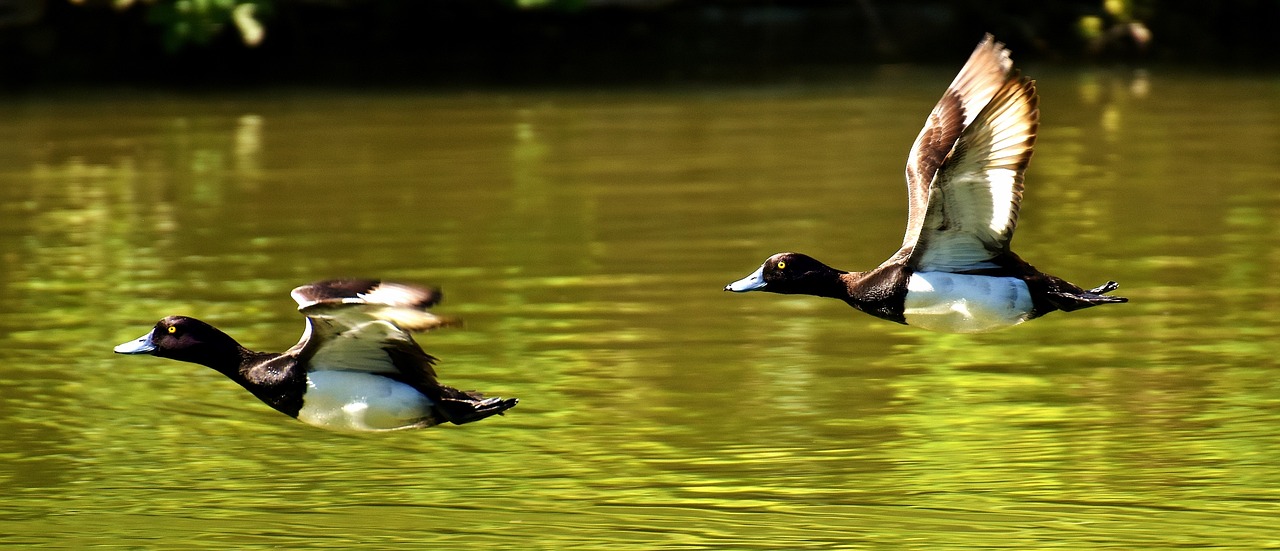 tufted duck ducks play free photo