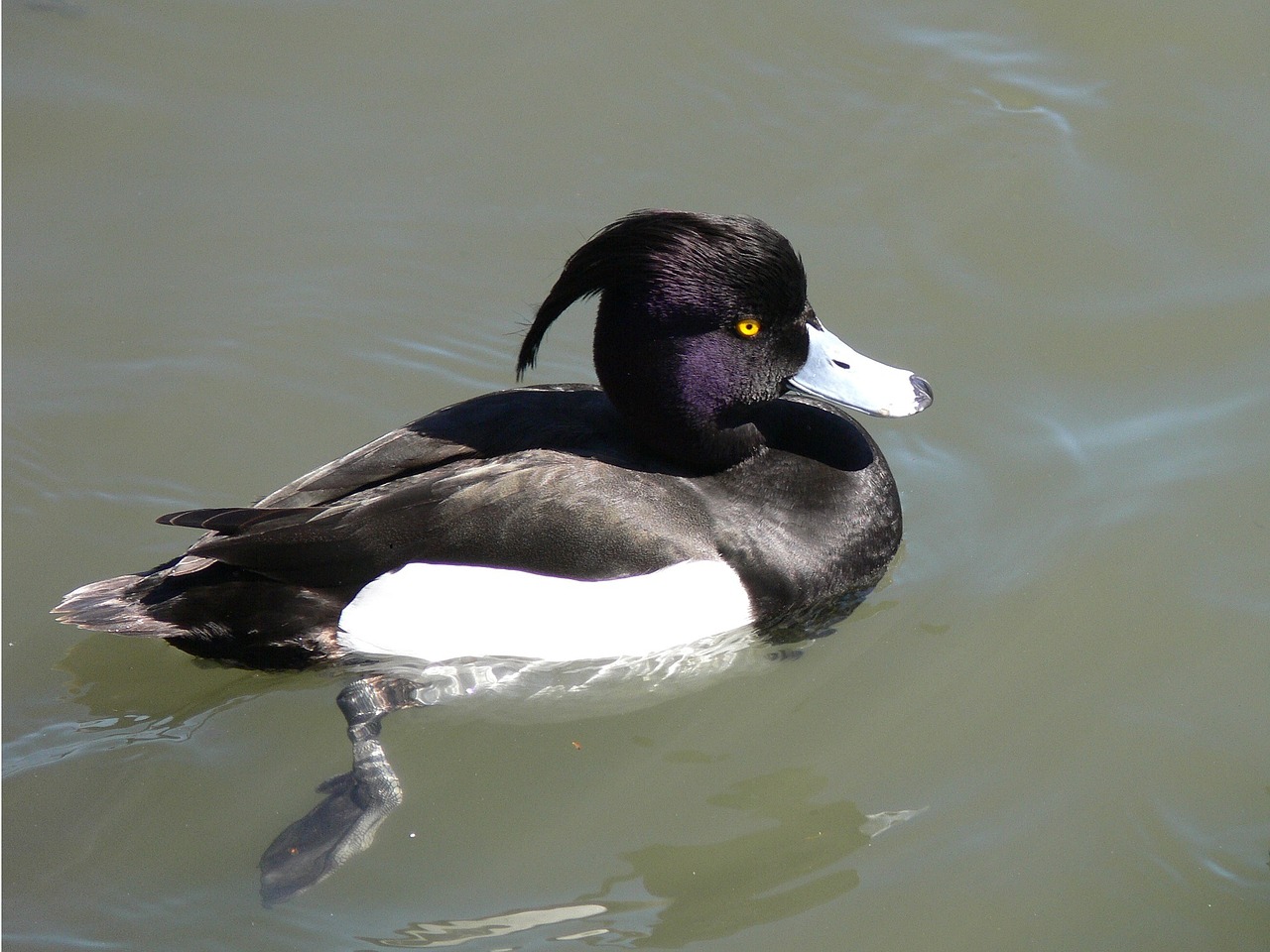 tufted duck swimming water free photo