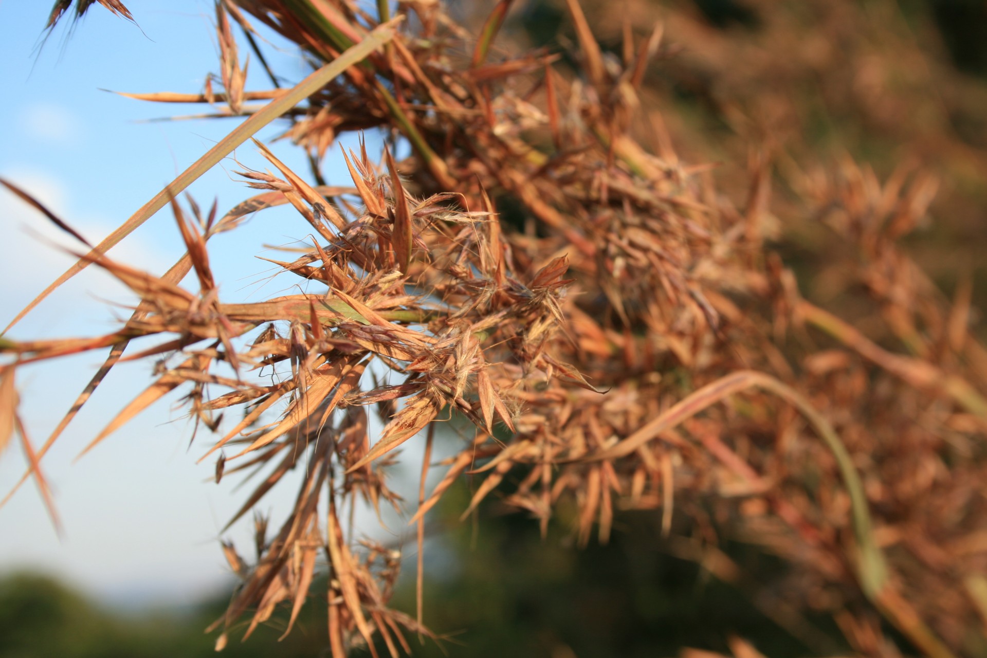 veld grass red free photo