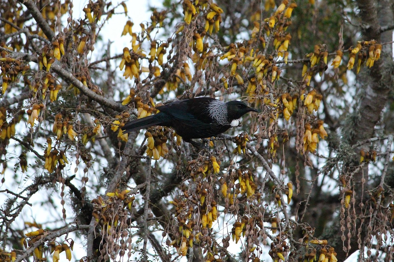 tui tui bird new free photo