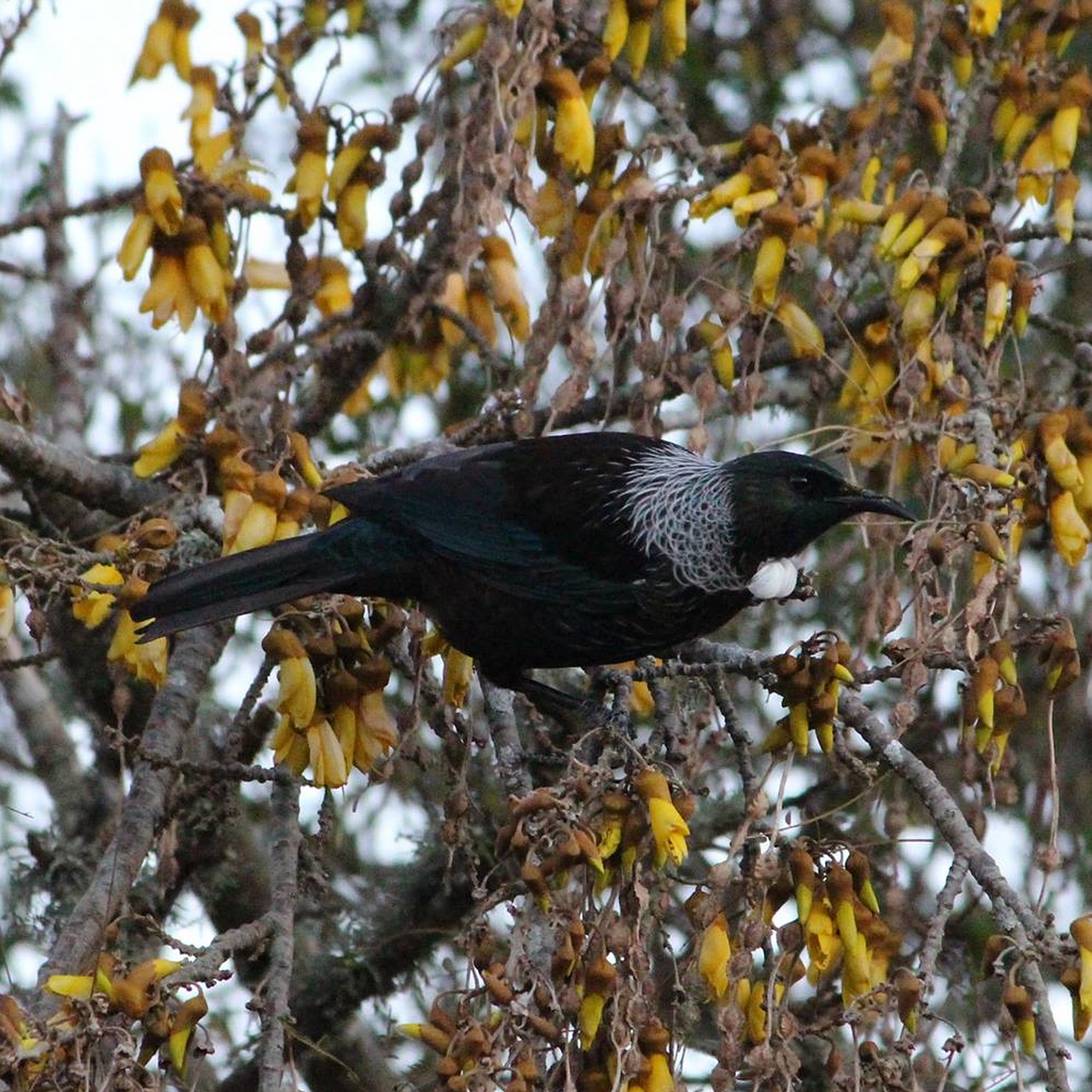 tui tui bird new free photo