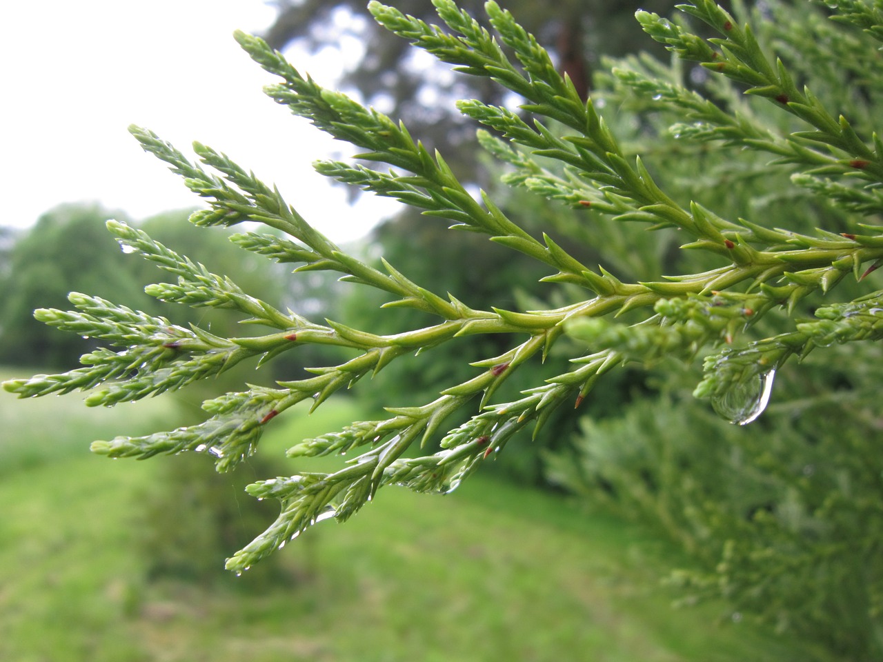 tuja branch green free photo