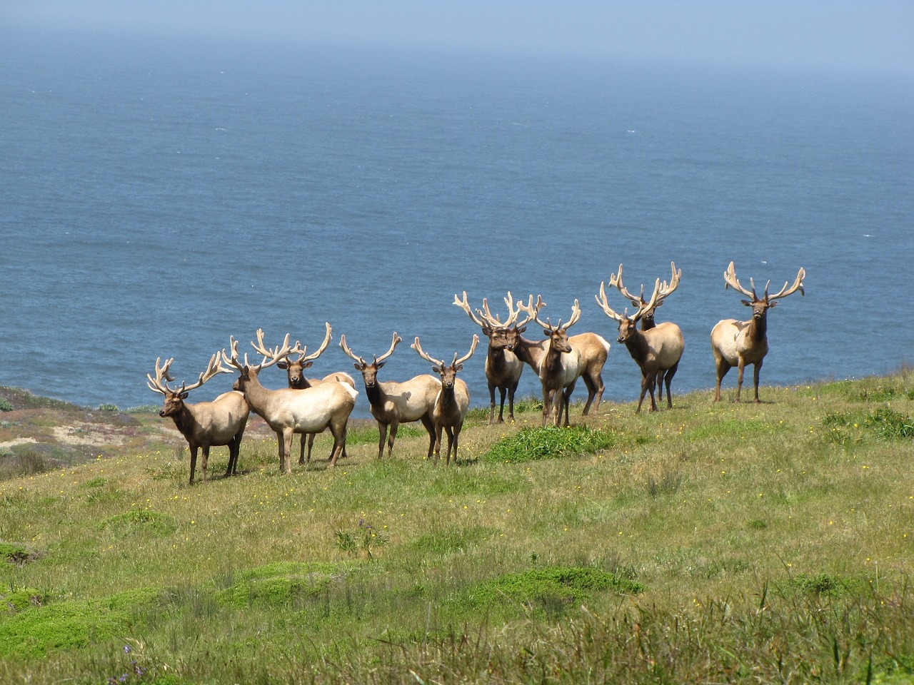 tule elk males bull free photo