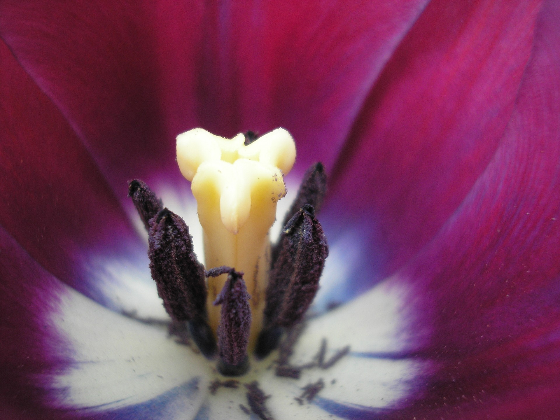 tulip petals stigma free photo