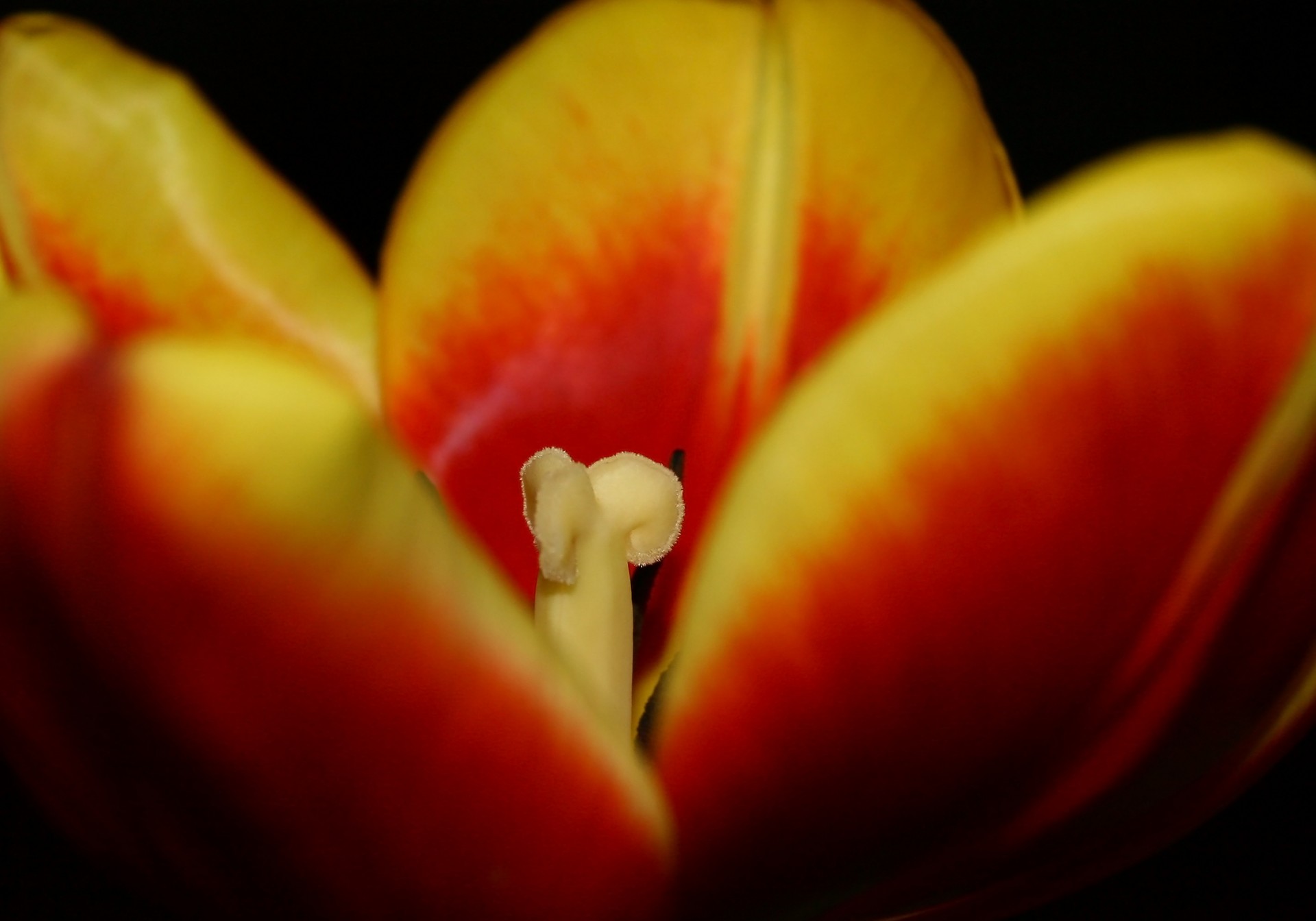 tulip flower amateurpic free photo