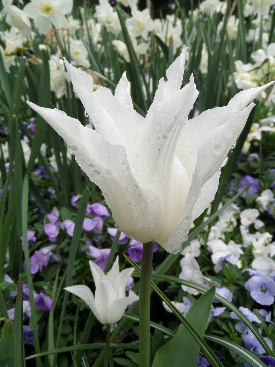 tulip white meadow free photo