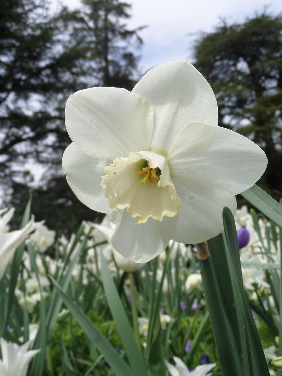 narcis white meadow free photo