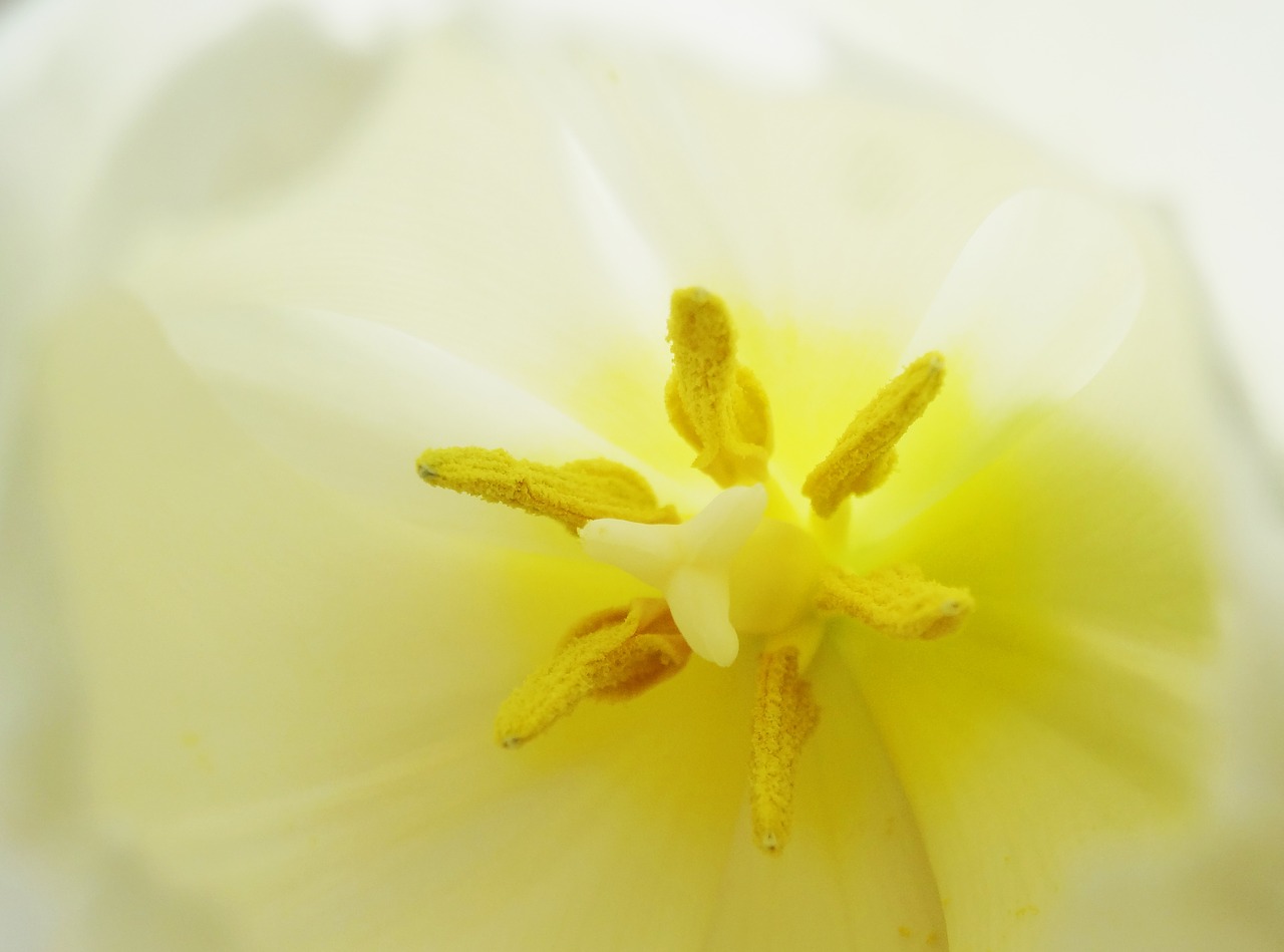 tulip macro light free photo