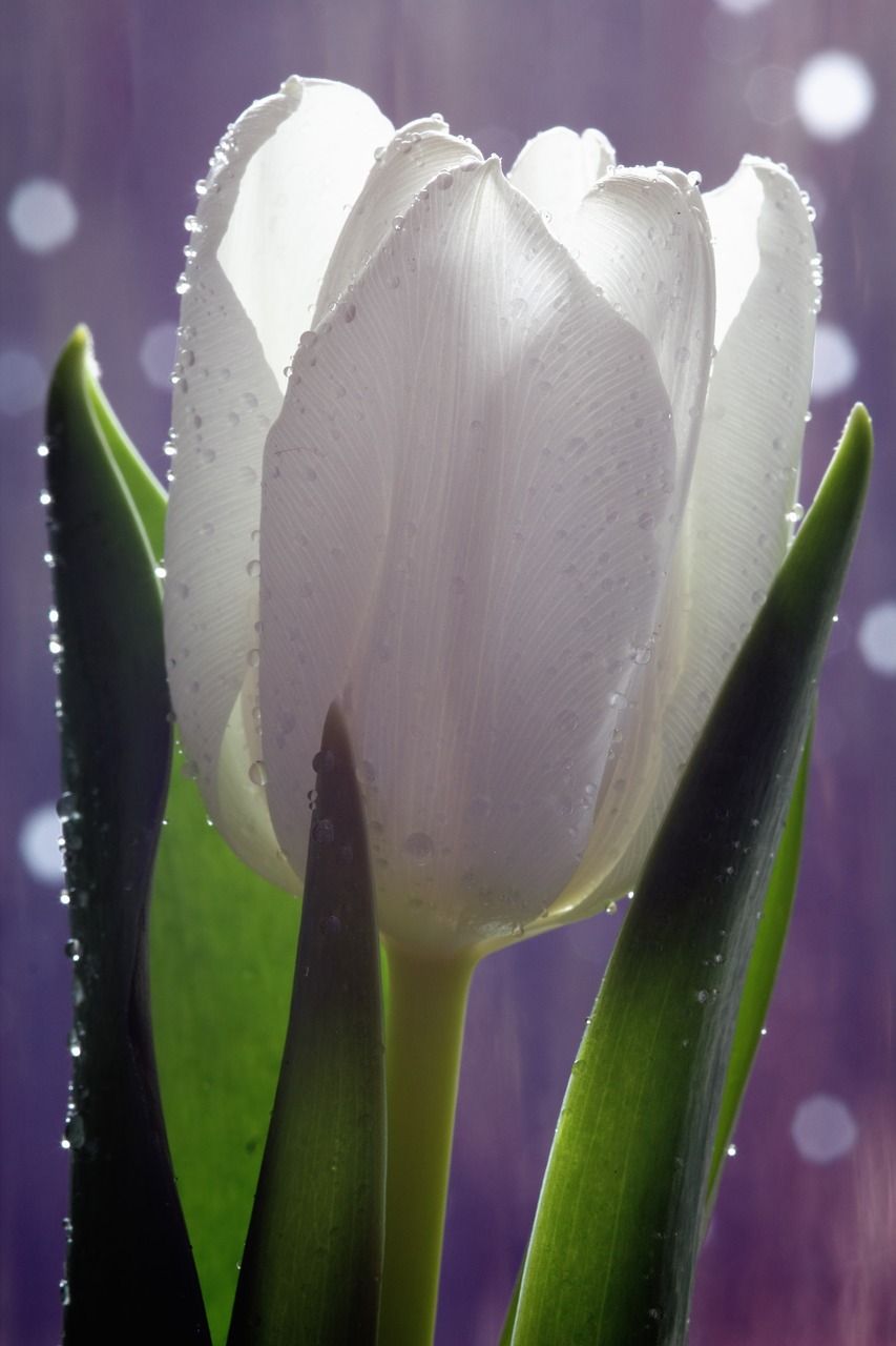 tulip flower white free photo