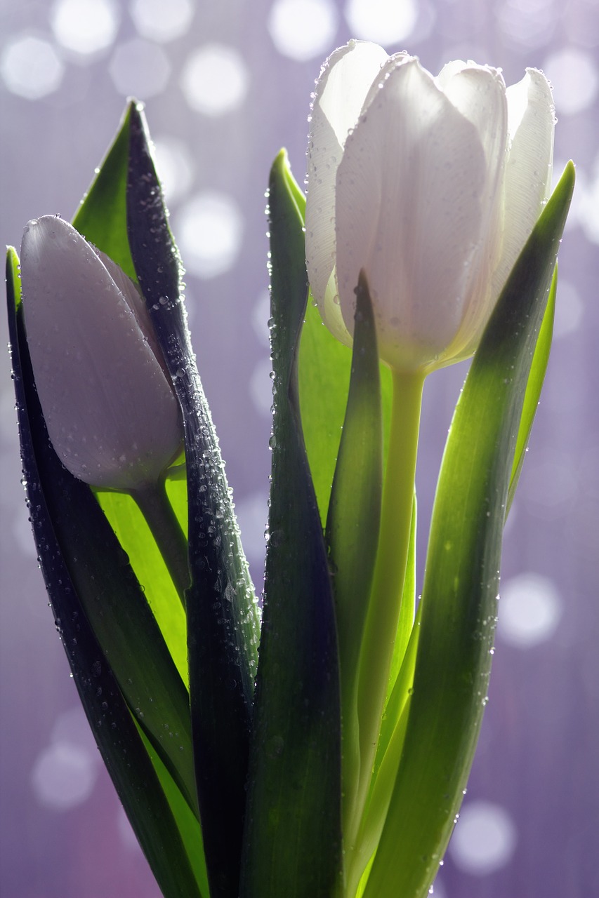 tulip flower white free photo