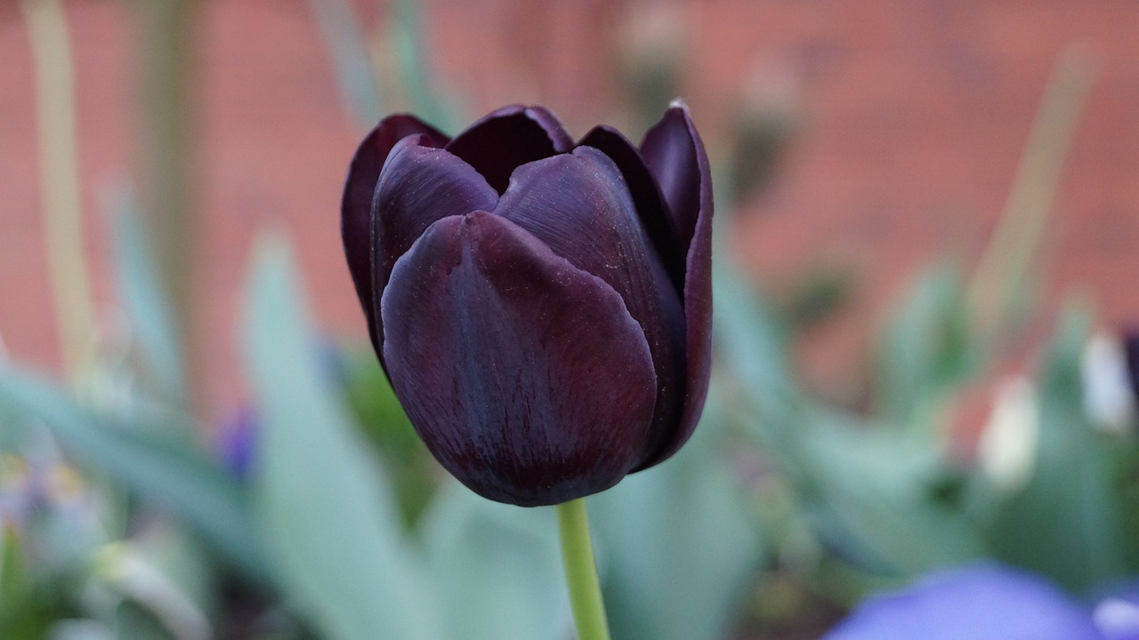 tulip flower plant free photo