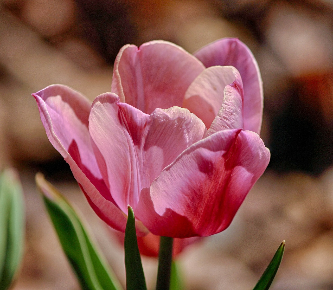 tulip pink tulip flower free photo