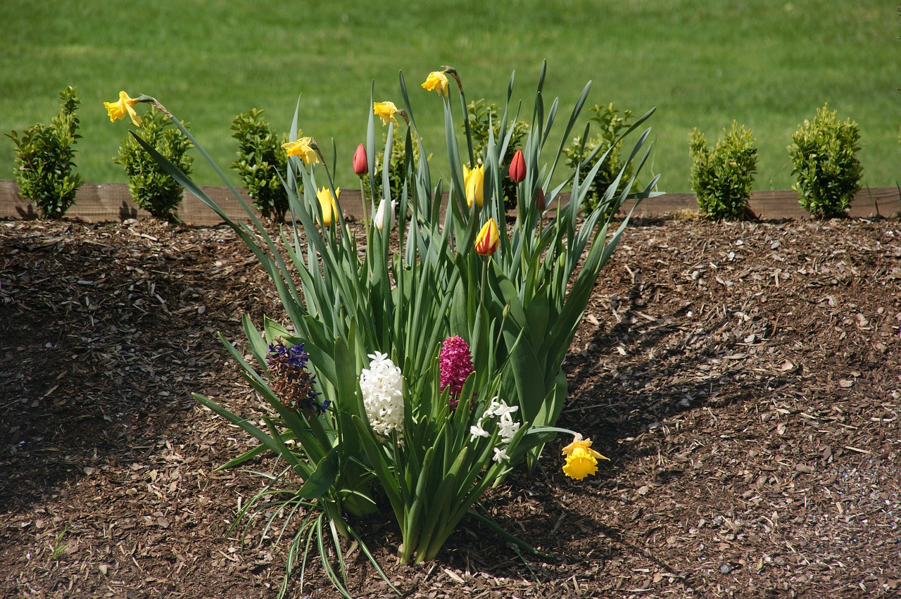 tulip flower nature free photo