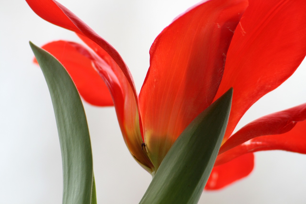 tulip red foliage free photo