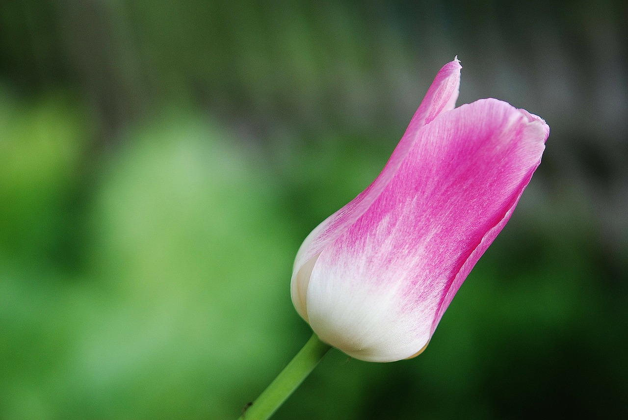 tulip flower holland free photo