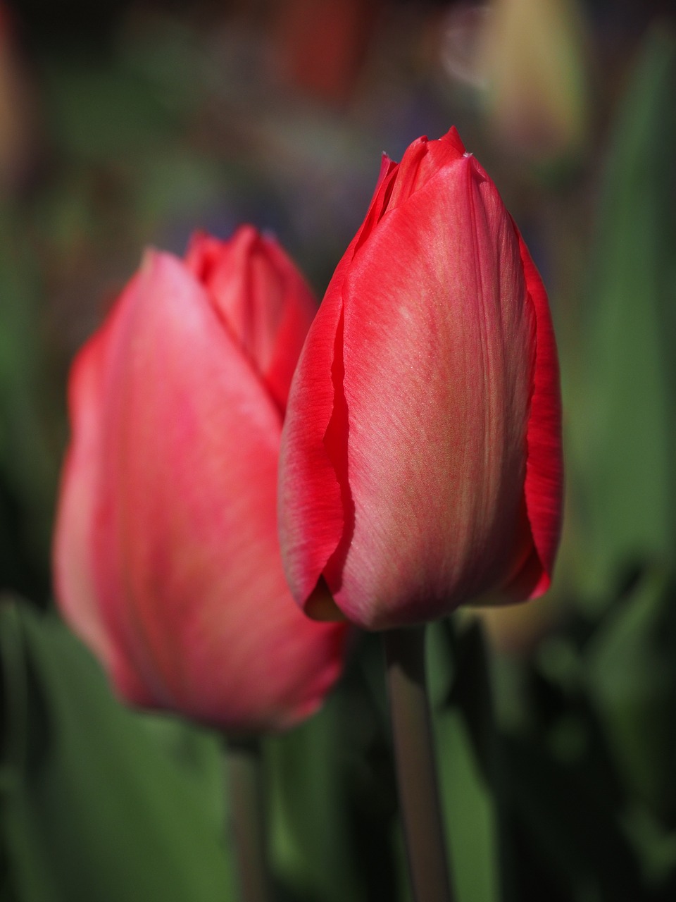 tulip blossom bloom free photo