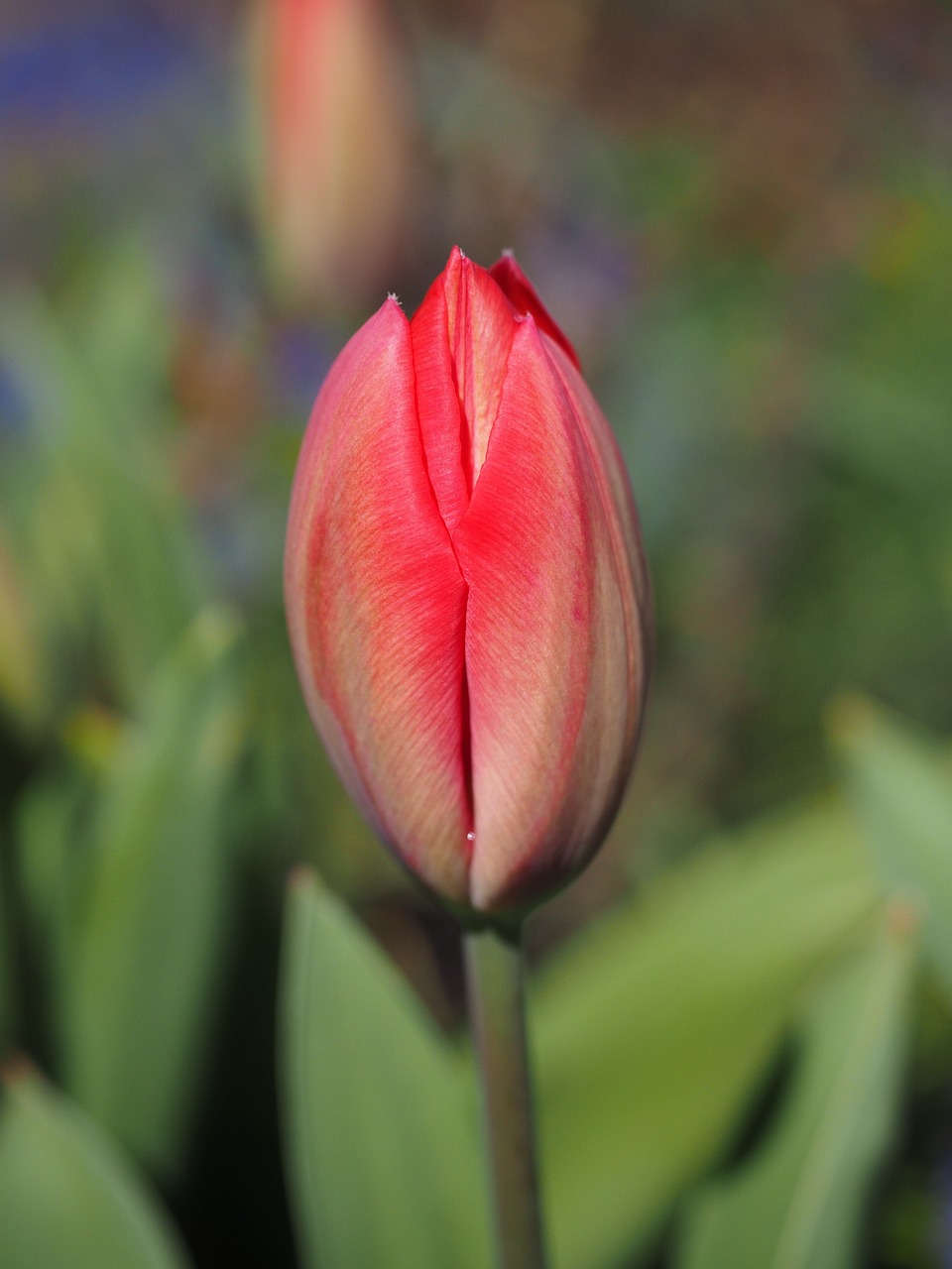 tulip blossom bloom free photo