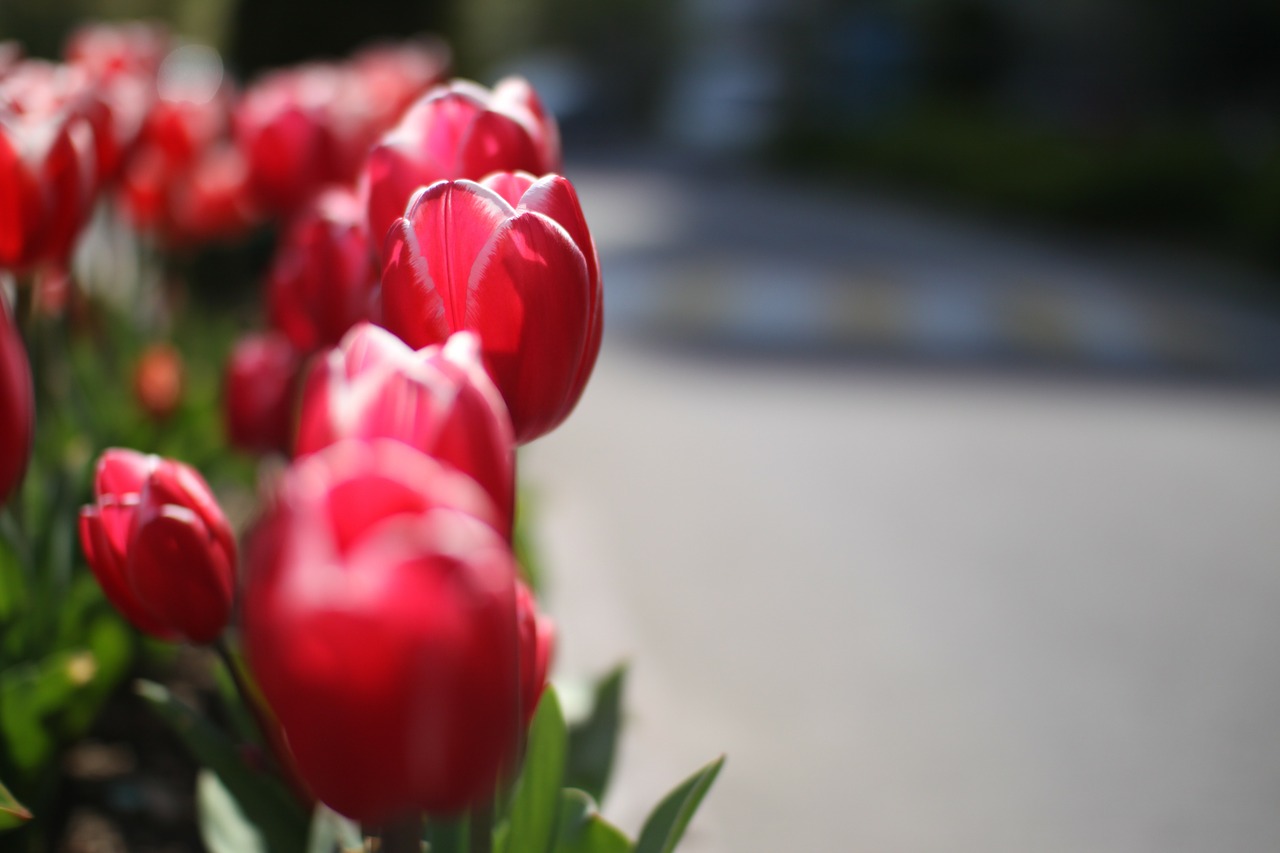 tulip flowers spring free photo