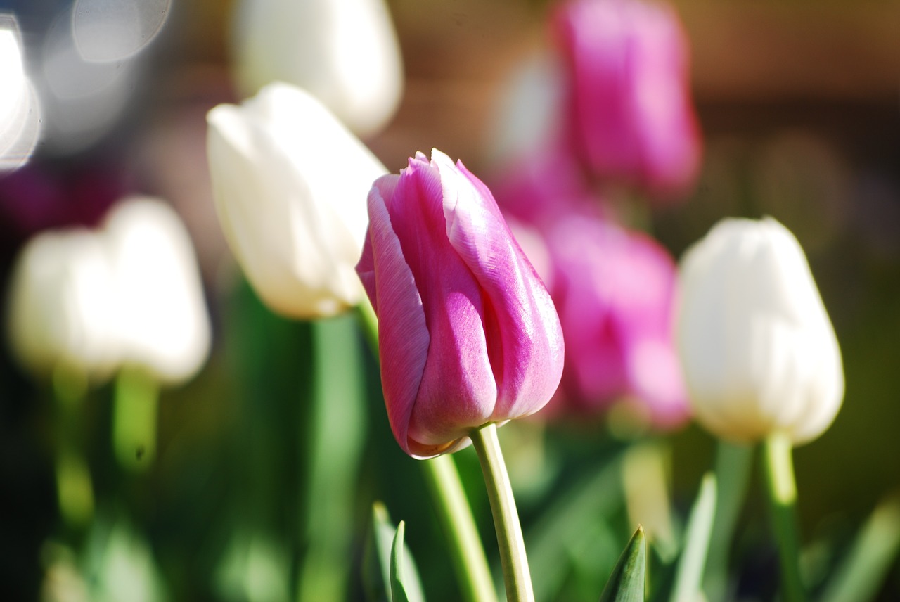 tulip flower petals free photo