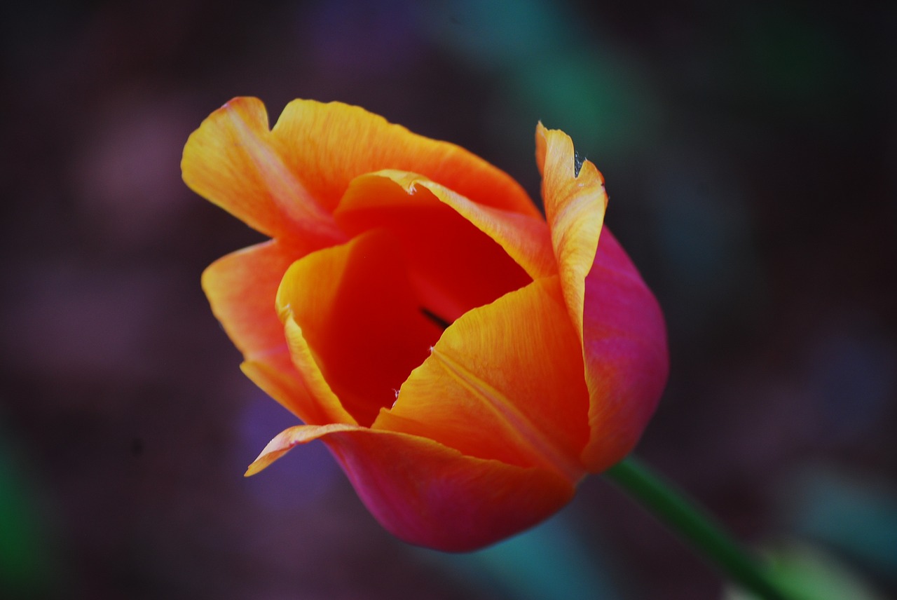 tulip orange flower free photo