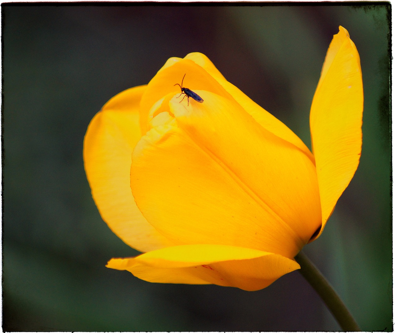 tulip yellow flower free photo