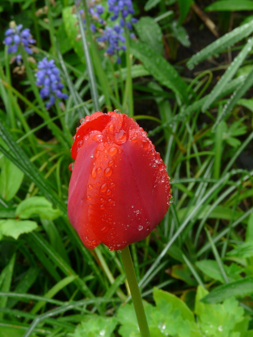 tulip flower spring free photo