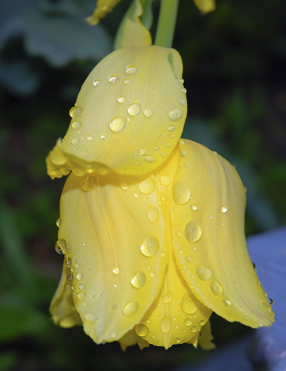 tulip flower spring free photo