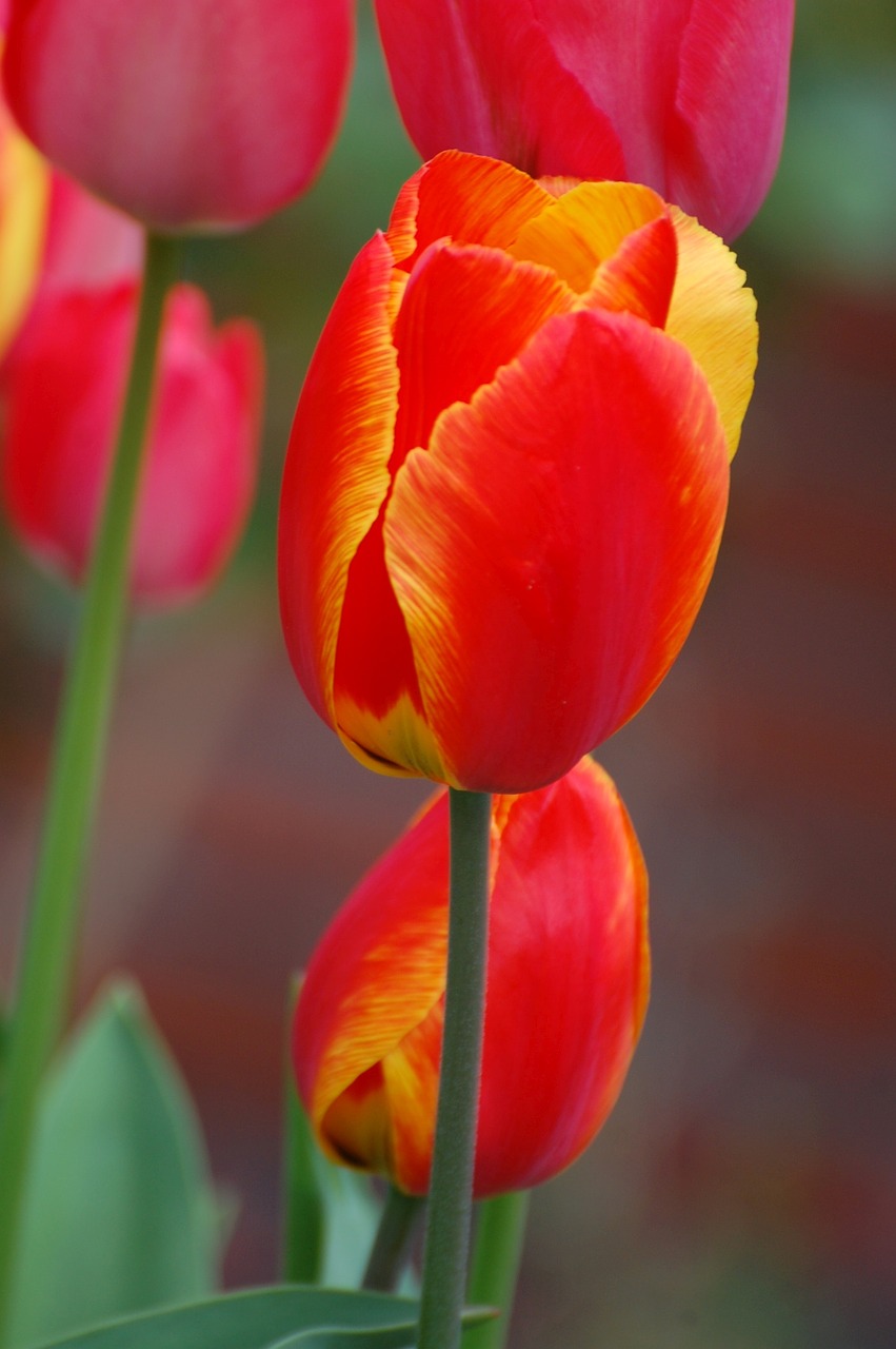 tulip plant flower free photo