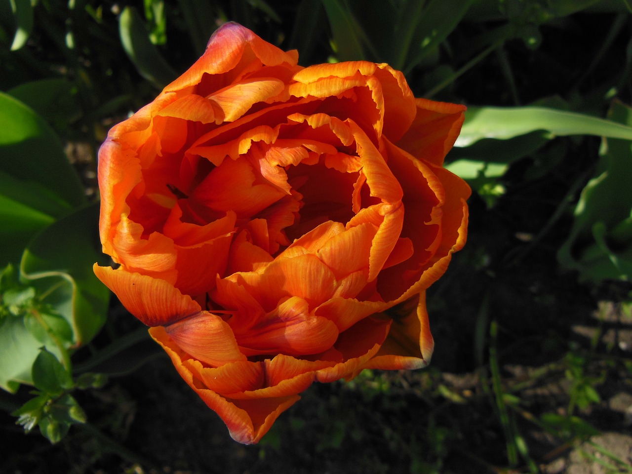 tulip double tulips orange free photo