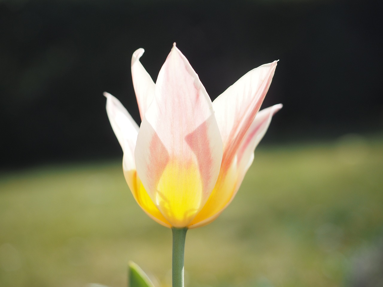 tulip pink white free photo