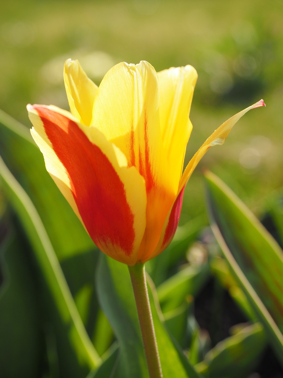 tulip red yellow free photo